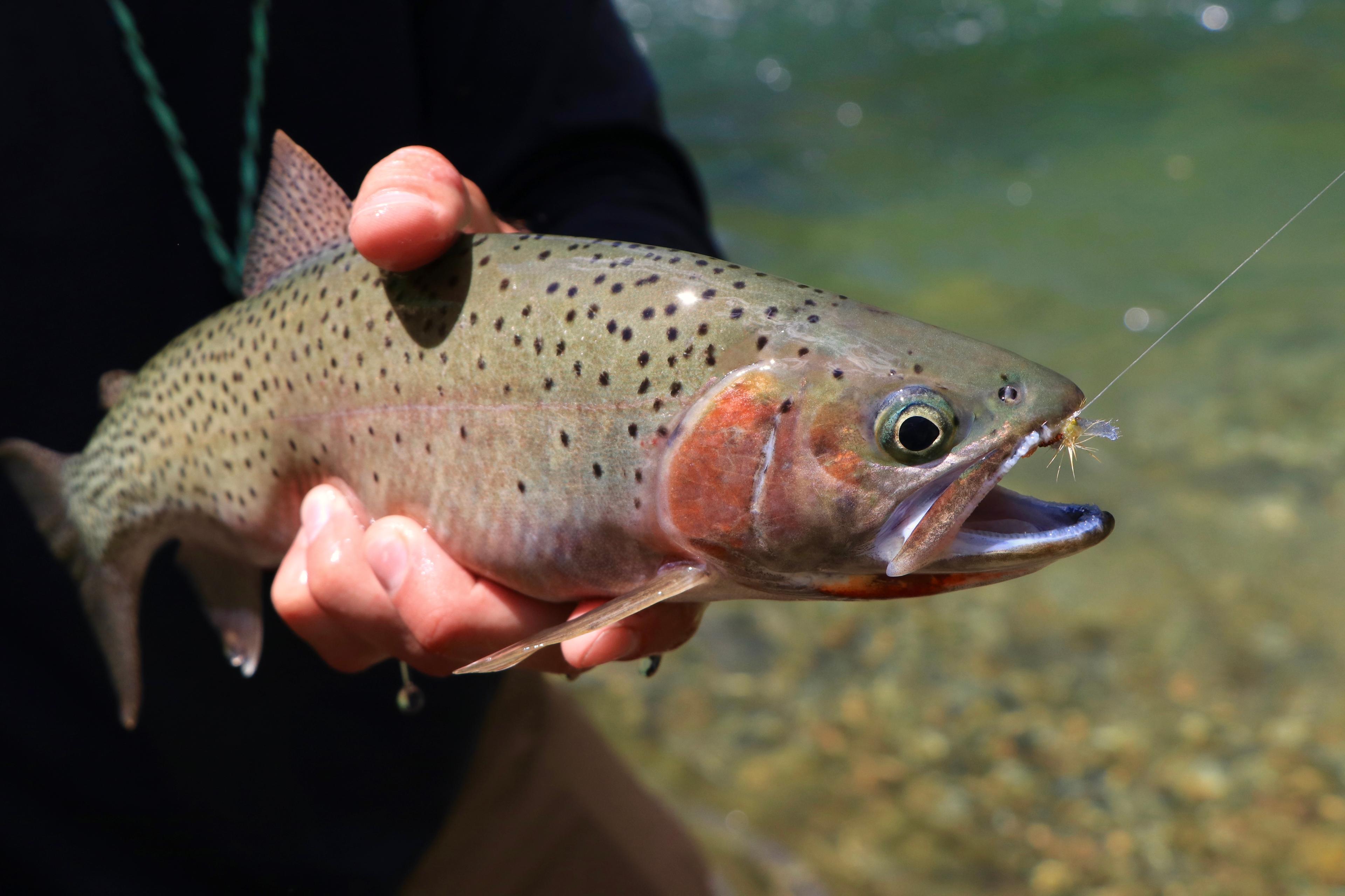 A native trout held above clear river water