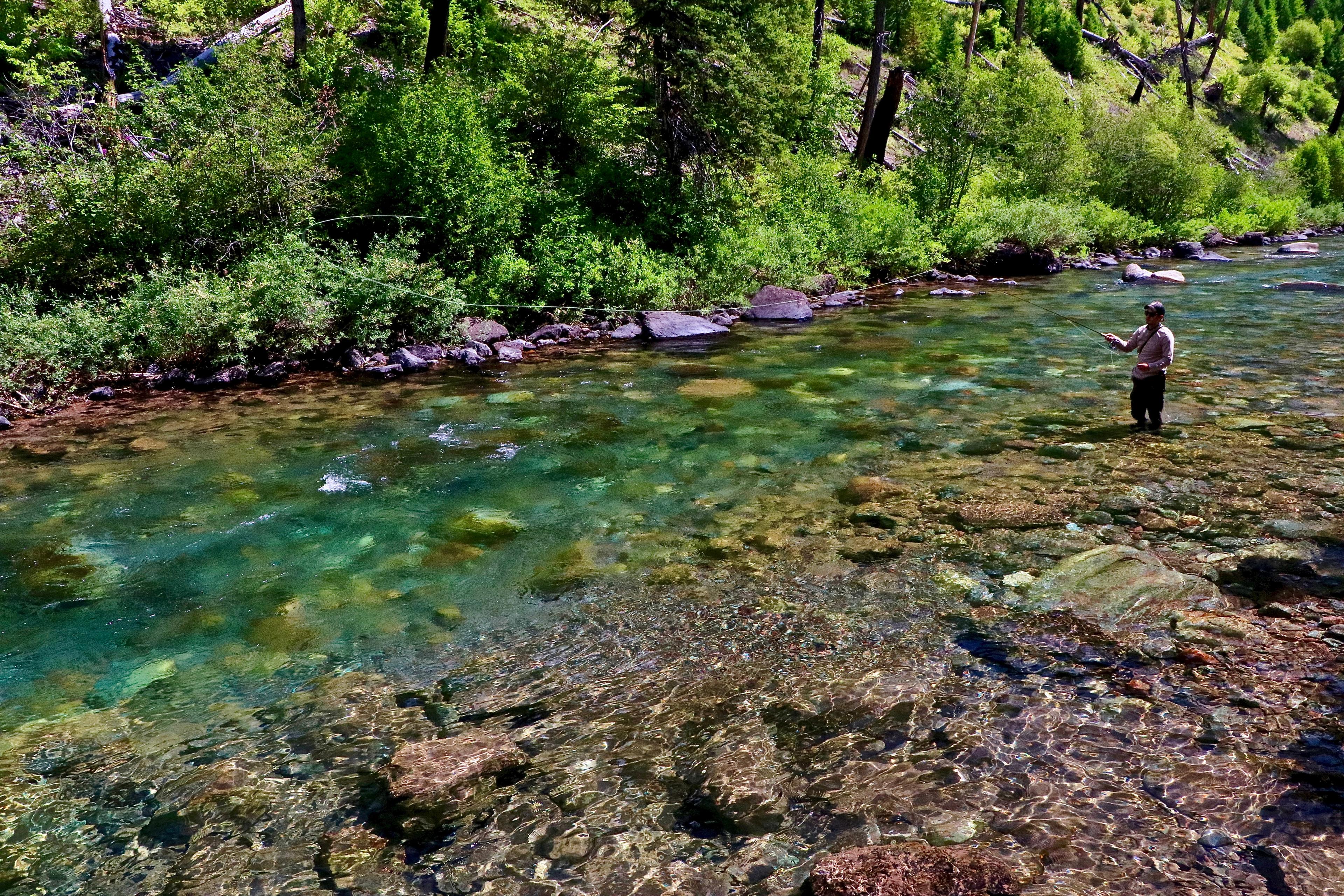An angler fly fishing in a clear forest river
